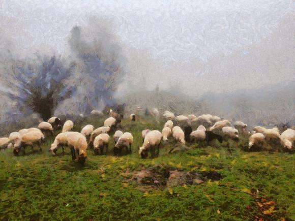 Grazing Sheep near Solvang